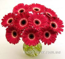 Bouquet of 11 red gerberas